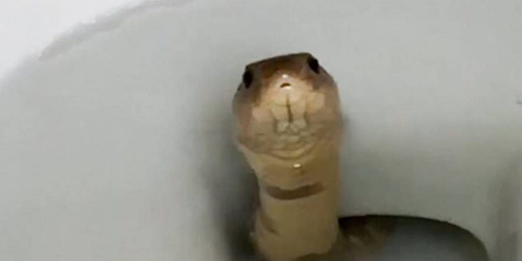 Família não está mais usando banheiro porque cobra mais venenosa do mundo apareceu no vaso