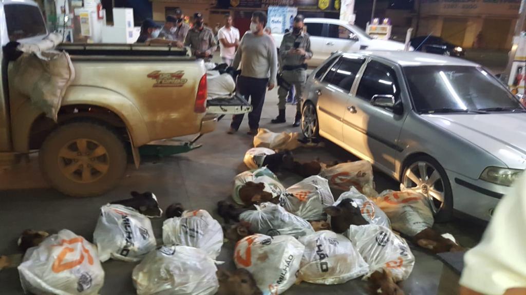 Mais de 20 bezerros são resgatados após flagrante de partir o coração em Anápolis