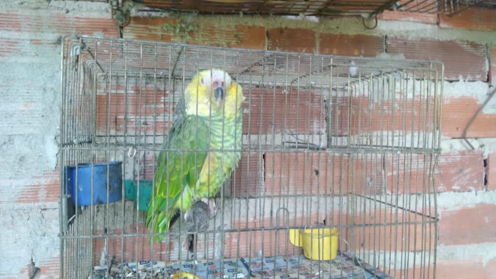 Em Anápolis, idosa monta zoológico clandestino em casa e se dá muito mal