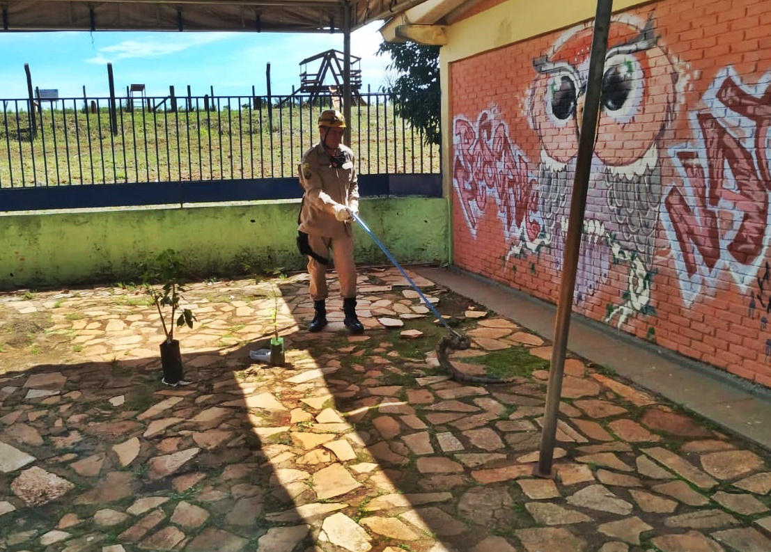 Cobra também quis ‘voltar às aulas’ e causou pânico em escola de Anápolis