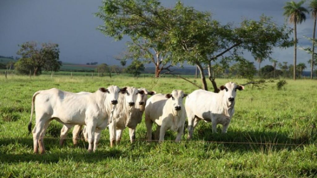 PIB de Goiás cresce três vezes mais que o do Brasil