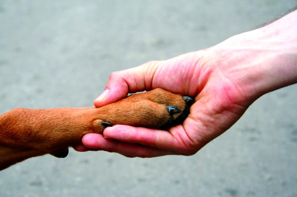 Em Anápolis, homem tentou matar cachorro, agredir vizinha e PM’s