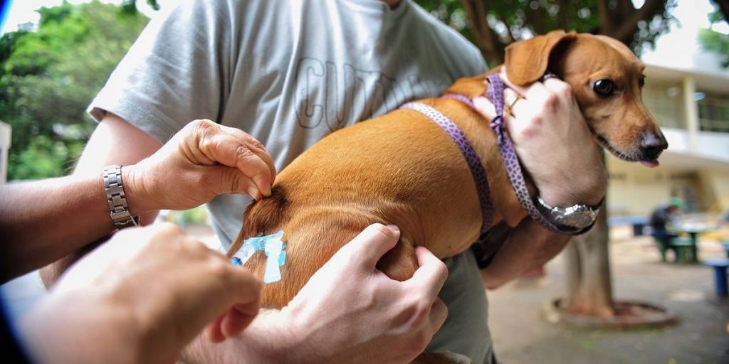 Últimos dias para vacinar gratuitamente cães e gatos contra a raiva em Anápolis