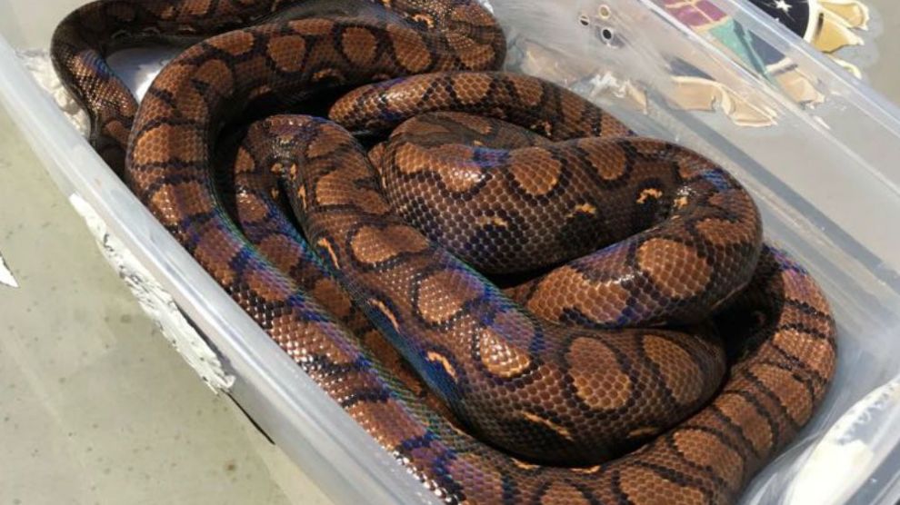 Capturadas as cobras gigantes que tocaram o terror na região Central de Anápolis