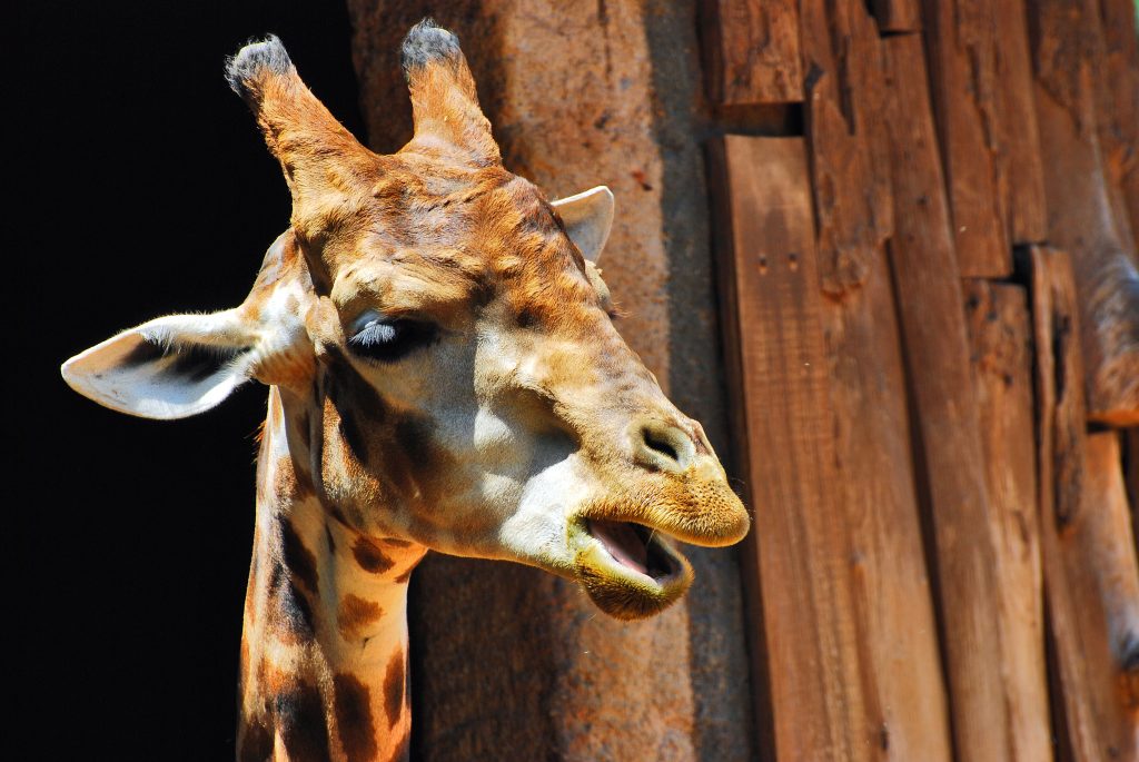 Girafas entram para a lista de animais ameaçados de extinção