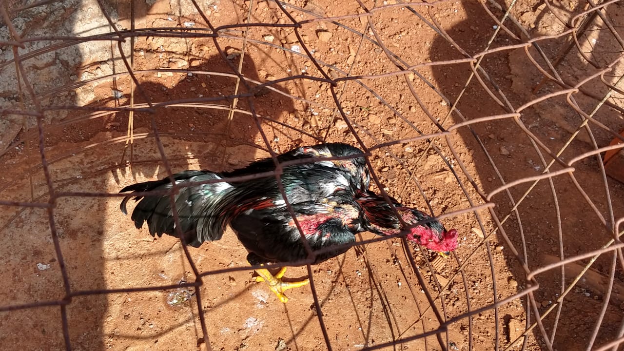 Casa onde funcionava rinha de galo é desmantelada na região Norte de Anápolis