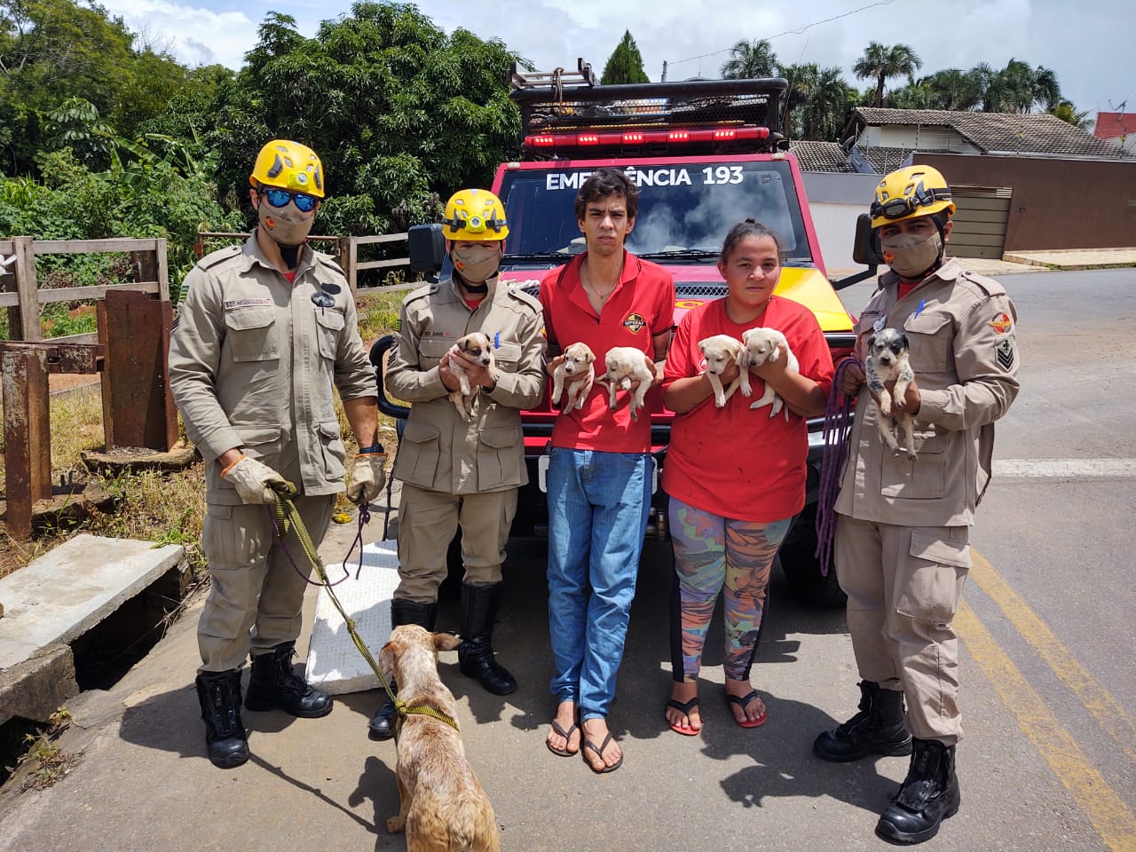 Presos em bueiro, cachorrinhos filhotes são salvos pelos bombeiros de Anápolis