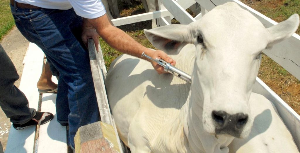 Campanha do Governo de Goiás contra febre aftosa deverá vacinar 10 milhões de animais