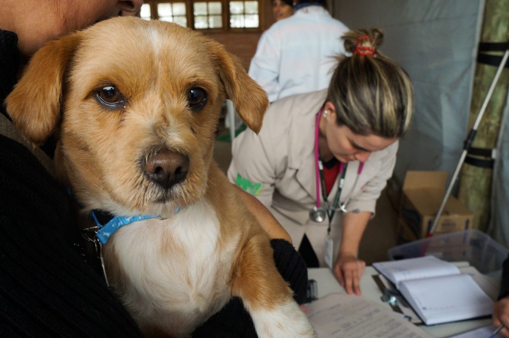 Associação em Anápolis inicia campanha de castração acessível para cães e gatos