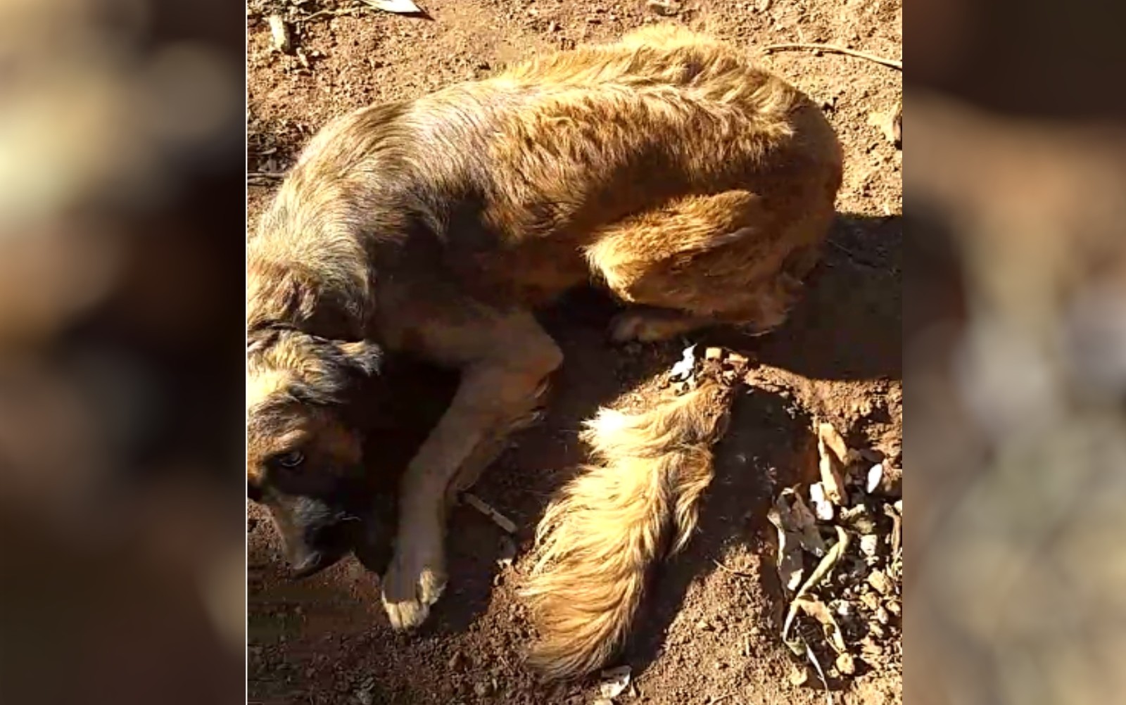 Irritado, idoso usa facão para cortar rabo de cachorro em Goiás