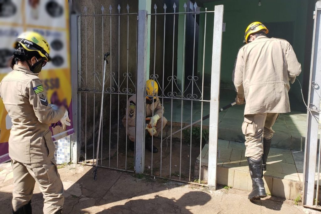 Bombeiros de Anápolis se mobilizam para salvar animal preso em portão