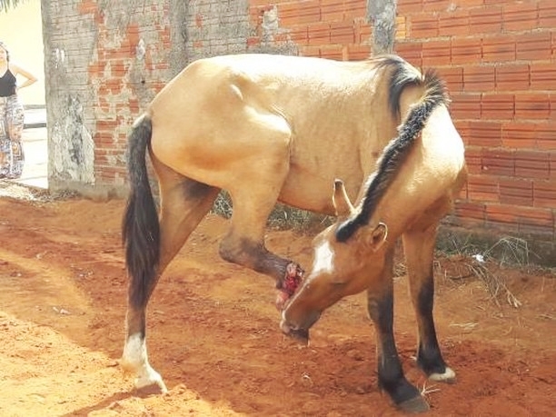 Cavalo com pata dilacerada será removido ainda hoje, avisa Semusa