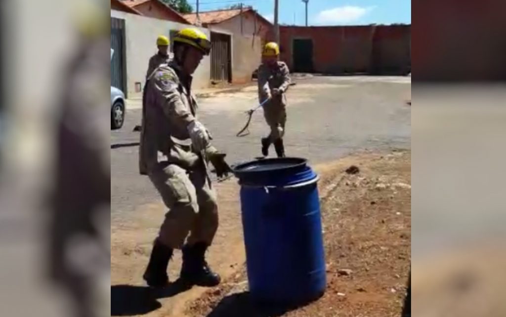 Cobra que se alimenta de outras serpentes é resgatada pelos bombeiros em Anápolis