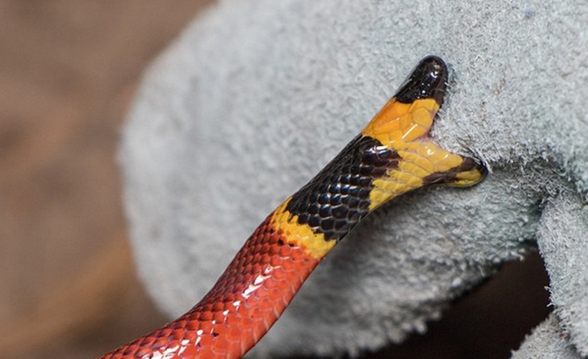 Corpo de Bombeiros resgata serpente mais venenosa no Brasil