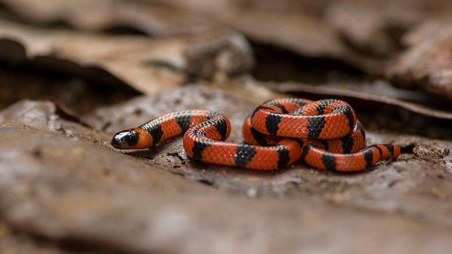 Vídeo mostra brasileiro fazendo o impensável com uma das cobras mais venenosas do Brasil