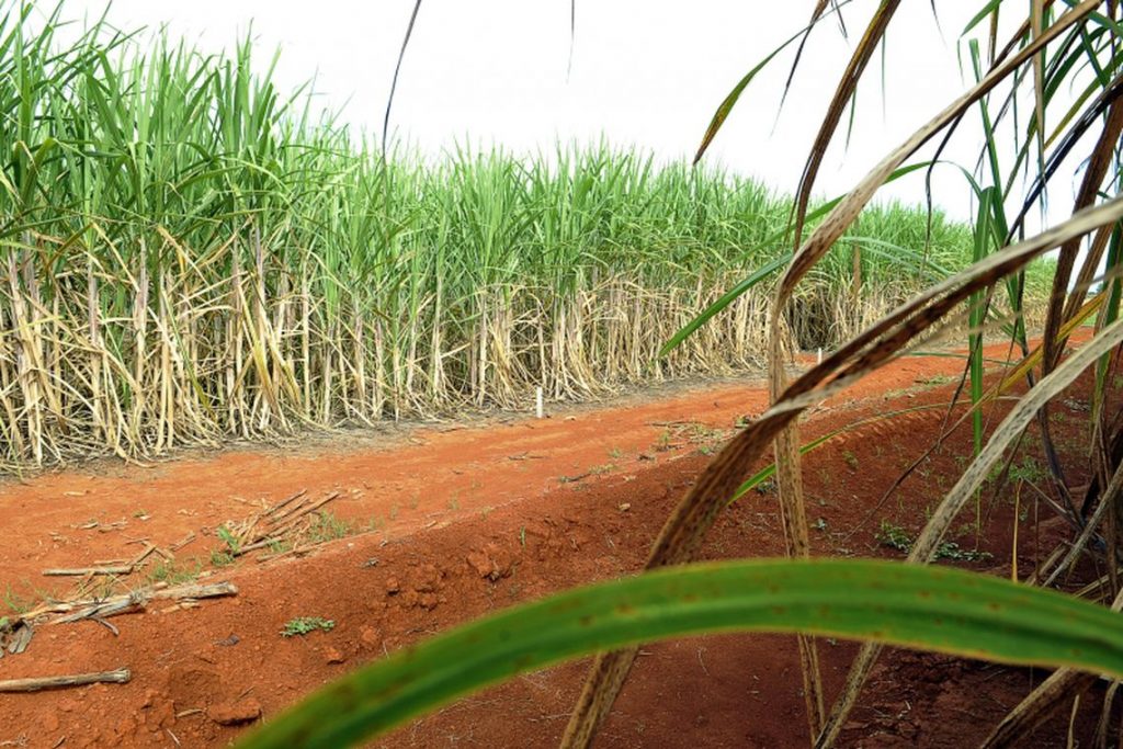 Produção de etanol deve alcançar recorde com 33,14 bilhões de litros