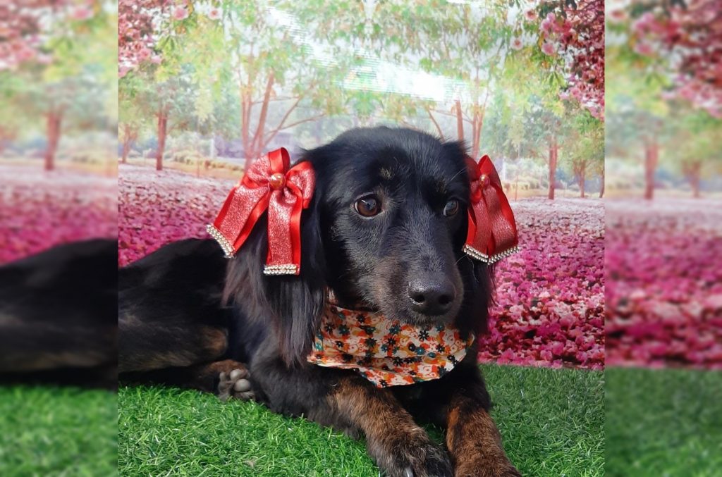 Evento em Anápolis ajudará ONG e encontrará lar para animais abandonados