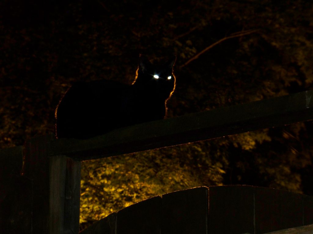 Moradores do Morumbi acionam Corpo de Bombeiros para remover gato de vão em muro