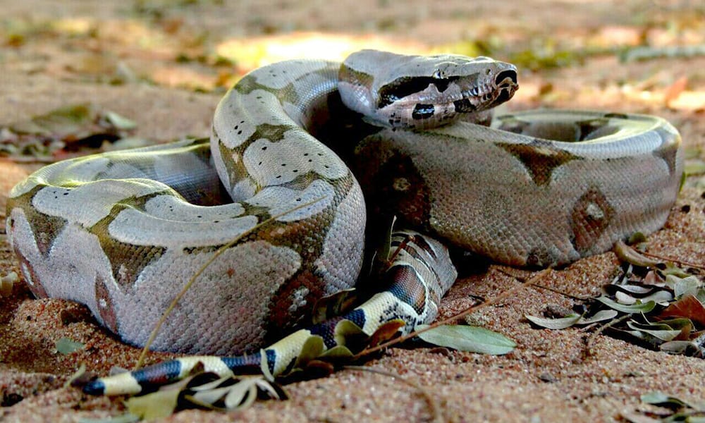 Cobra volta a invadir galinheiro em Anápolis e sai acompanhada de outro animal