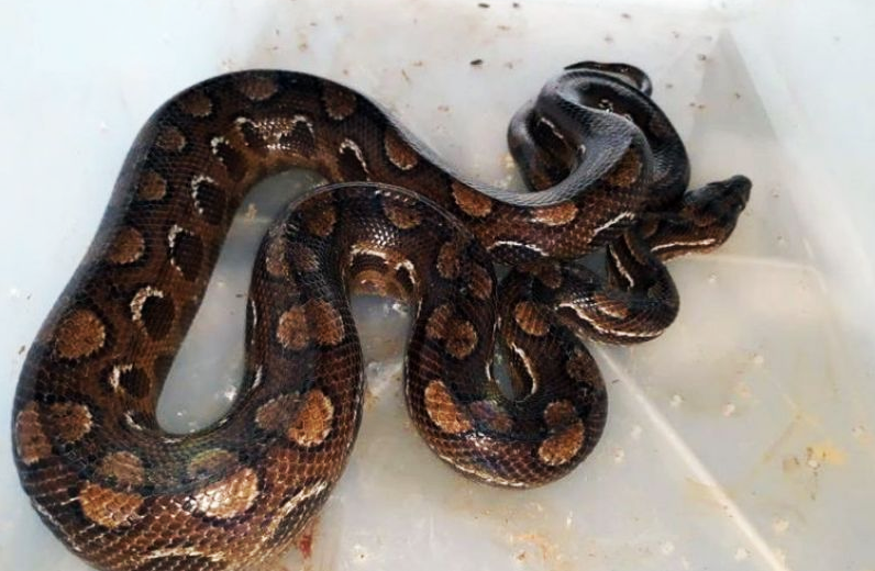 Cobra enorme é flagrada ‘tomando banho’ em piscina no Centro de Anápolis