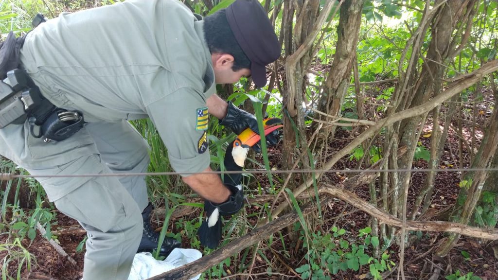 Policiais de Anápolis salvam a vida de tucano ferido na beira de estrada