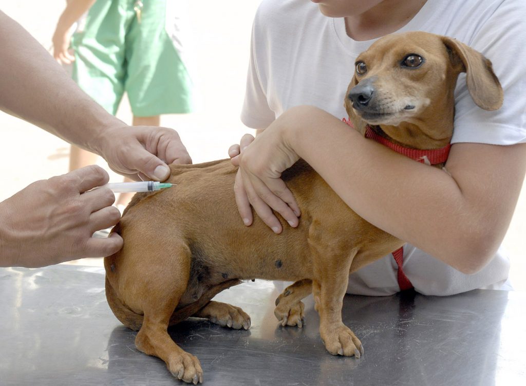 Prefeitura de Anápolis prorroga campanha de vacinação em cães e gatos