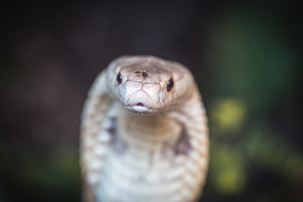 Qual é a cobra mais venenosa do mundo? E do Brasil?