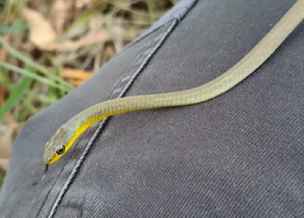 Trabalhador acorda com cobra rastejando no rosto e toma atitude desesperada