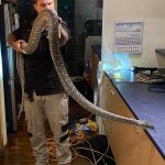 cobra