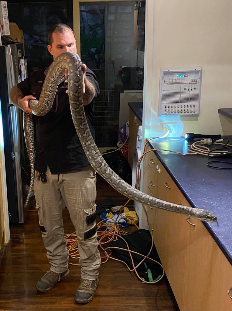 cobra