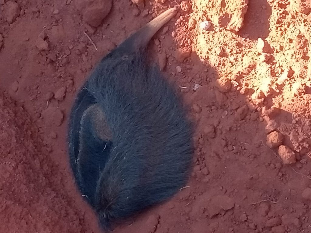 Animal ameaçado de extinção é resgatado pelo Corpo de Bombeiros em Anápolis