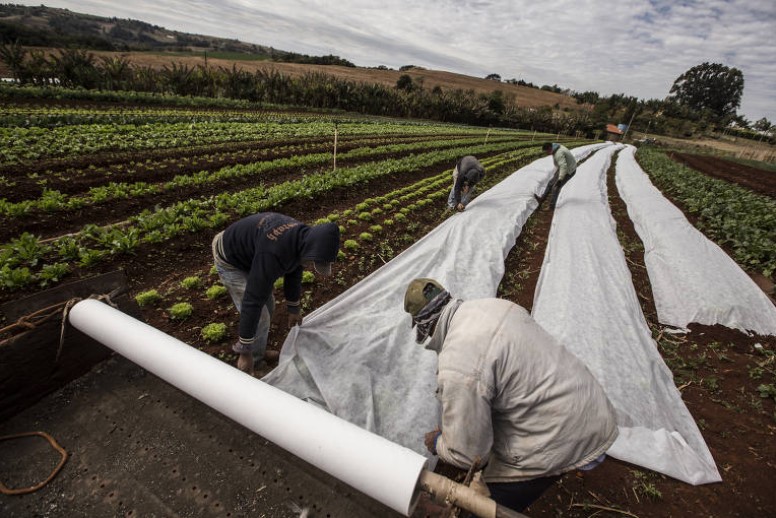 Entenda por que a geada tira o sono dos agricultores