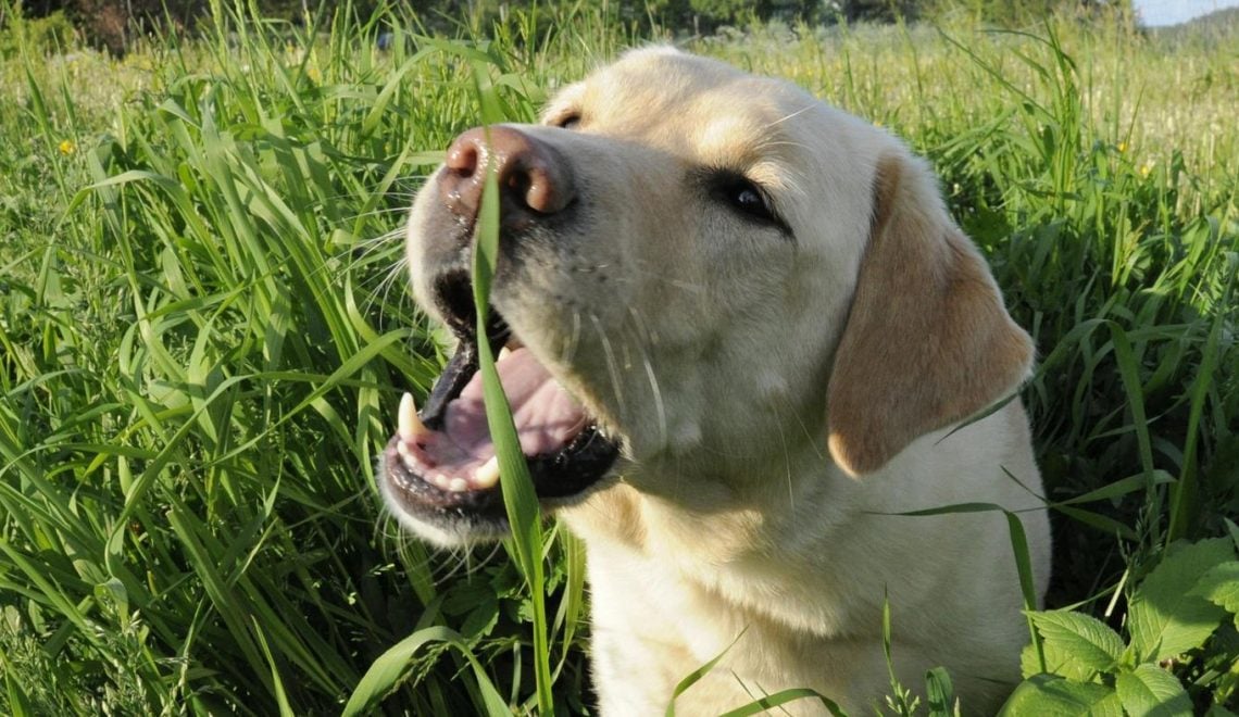 Cachorro comendo grama? Entenda seu pet