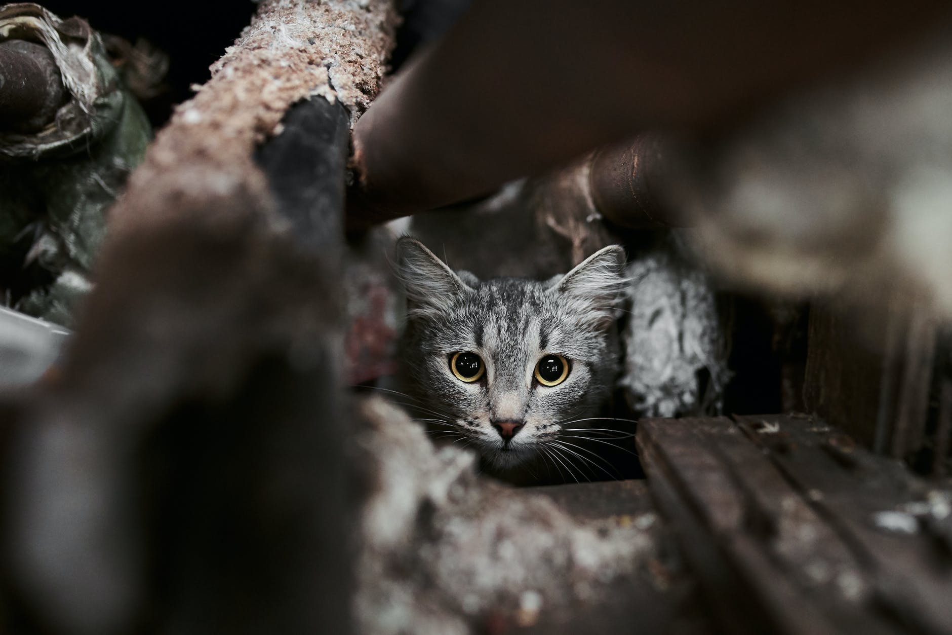 Saiba quantos anos vive um gato e como cuidar dele para que fique com você por mais tempo