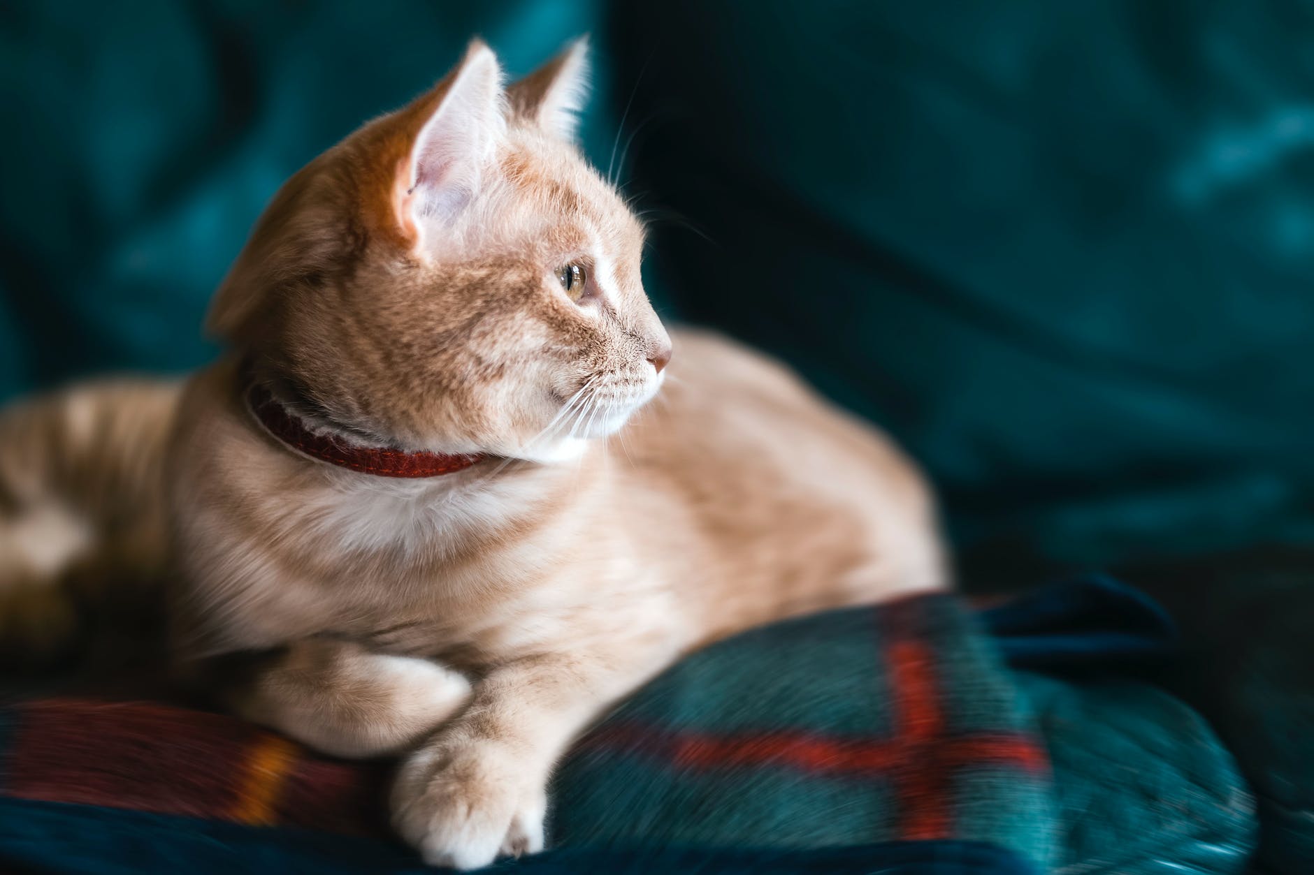 Saiba quantos anos vive um gato e como cuidar dele para que fique com você por mais tempo