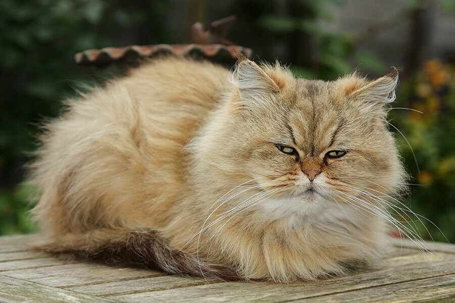 Estas são as 5 raças de gatos mais afetuosos do mundo