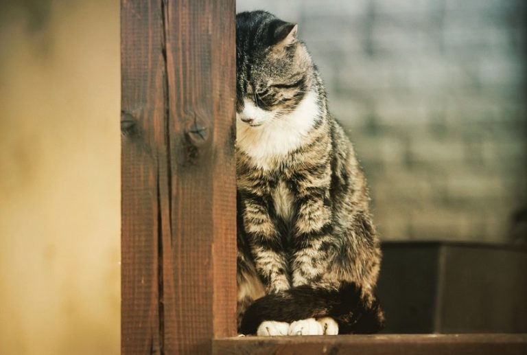 5 mudanças de comportamento que mostram que seu gato está solitário