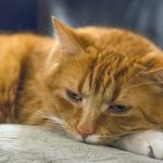 5 mudanças de comportamento que mostram que seu gato está solitário