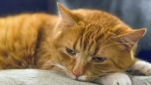 5 mudanças de comportamento que mostram que seu gato está solitário