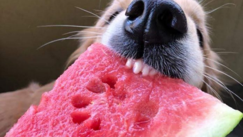 6 frutas proibidas que os cachorros não podem comer
