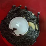 ninho-de-cobras