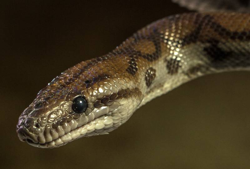 Sonhar com cobra pode ser perigoso? Conheça o significado disso