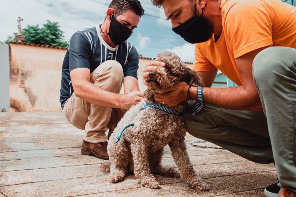 Última chamada para vacinação gratuita de cães e gatos em Anápolis