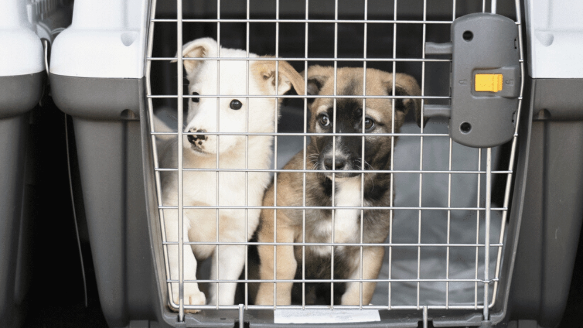 Cães e gatos poderão ser levados dentro dos ônibus do transporte coletivo de Anápolis