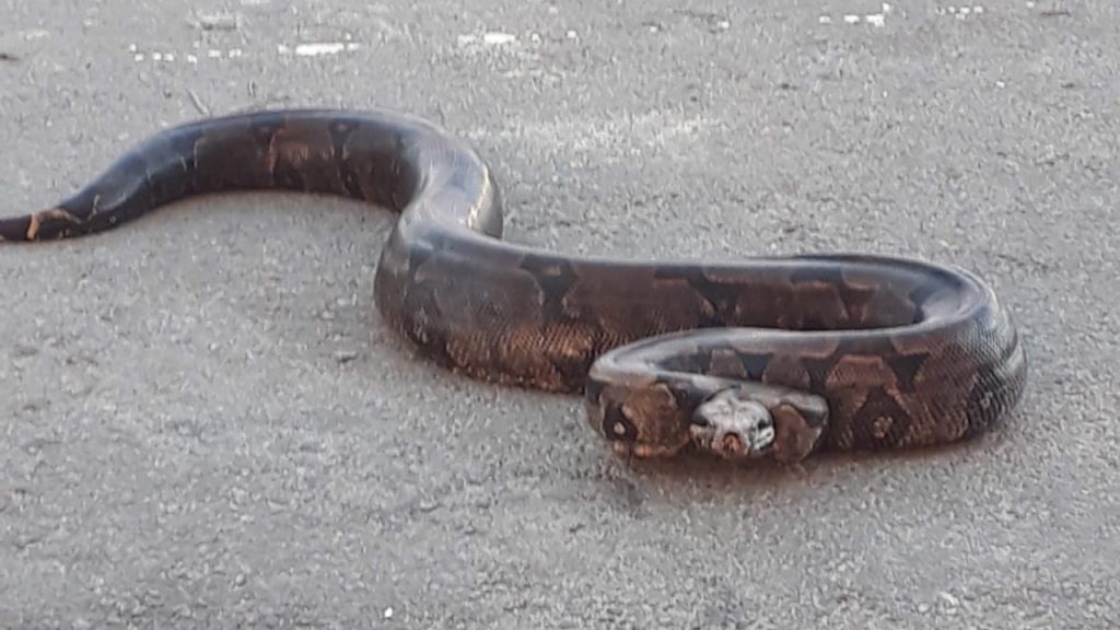 Cobras estão à solta em Goiás e especialistas explicam por que dar de cara com elas está tão comum e como reagir