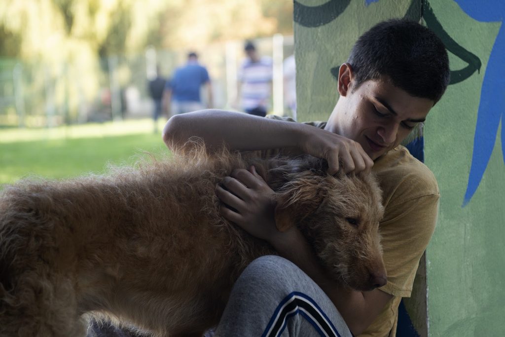 6 filmes de cachorros na Netflix para se emocionar com o final