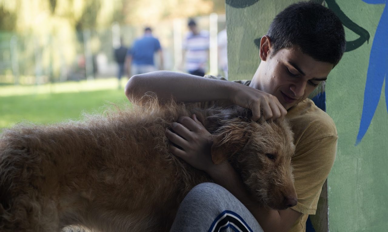 6 filmes de cachorros na Netflix para se emocionar com o final