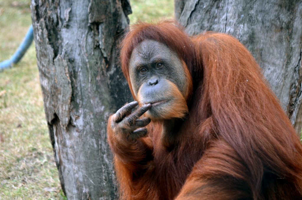 Ameaçado de extinção, orangotango de Sumatra dá a luz em zoológico dos EUA