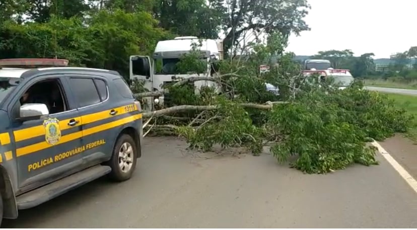 Queda de árvore interdita BR-060, entre Anápolis e Goiânia, e provoca congestionamento