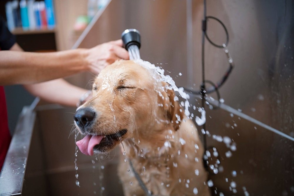 Esta é a frequência correta com que você deve banhar o seu cachorro